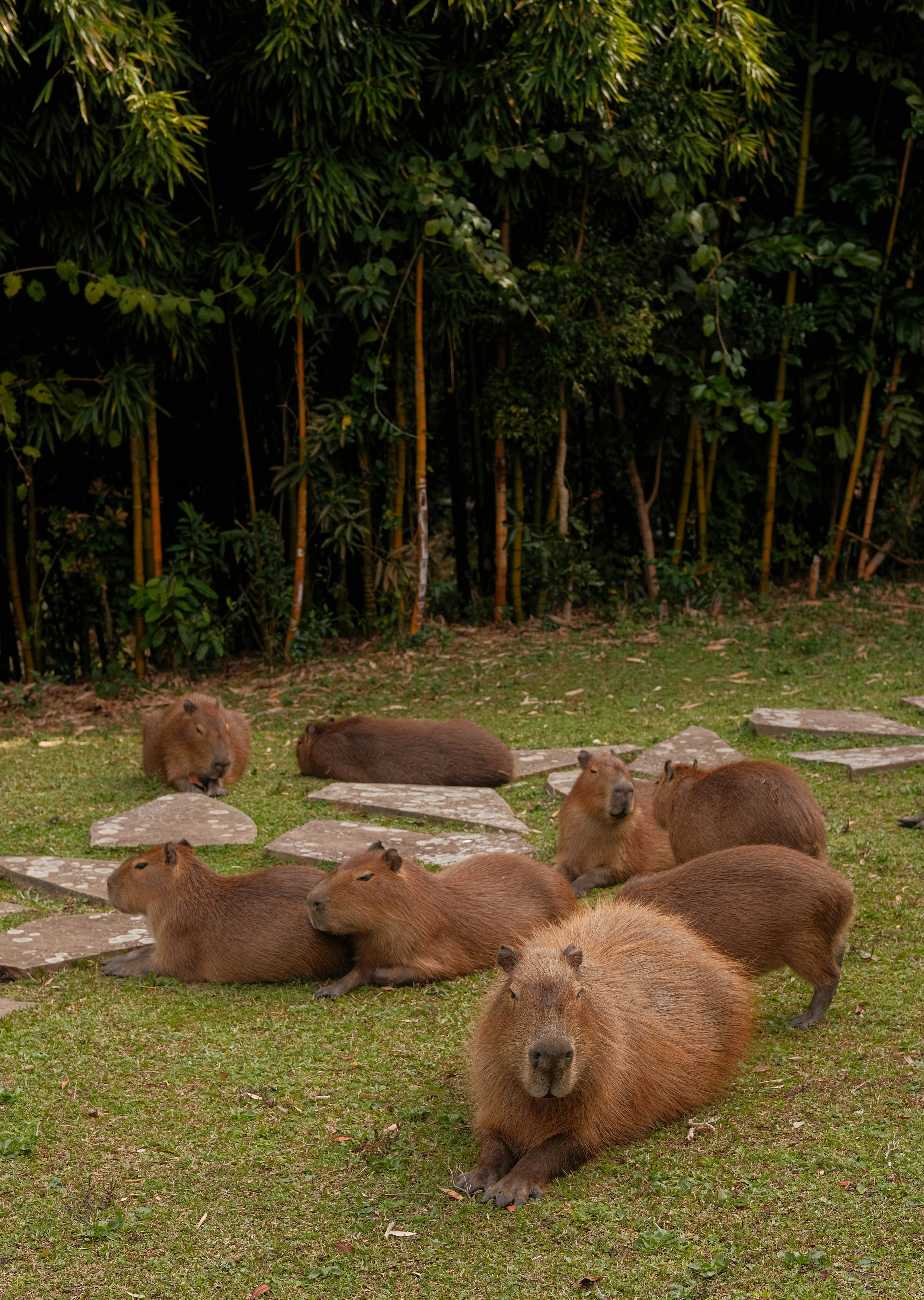 Capybaras resting on the river edge in Pantanal wetlands