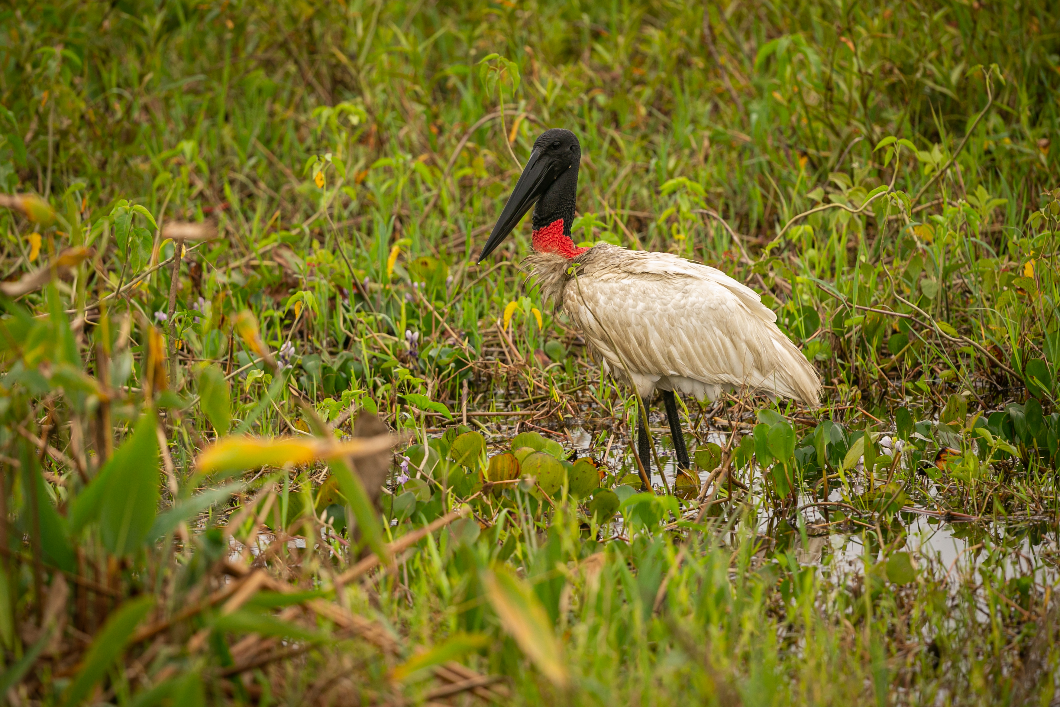 Jabiru stork standing in shallow wetland water